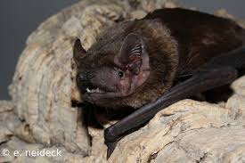 Attēlu rezultāti vaicājumam “Nyctalus noctula”