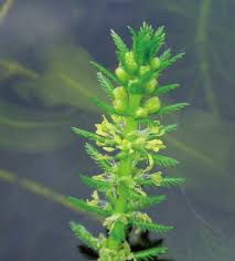 Attēlu rezultāti vaicājumam “Myriophyllum alterniflorum leaf”