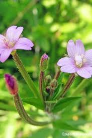 Attēlu rezultāti vaicājumam “Epilobium palustre flower”