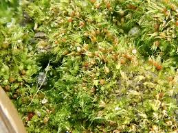 Attēlu rezultāti vaicājumam “Acaulon muticum sporophyte”