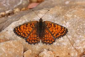 Attēlu rezultāti vaicājumam “Melitaea phoebe upperside”