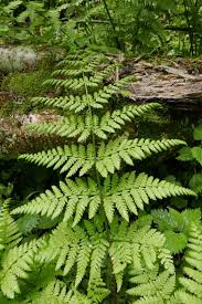 Attēlu rezultāti vaicājumam “Dryopteris dilatata”