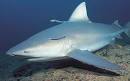 Bull Shark