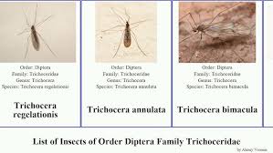Attēlu rezultāti vaicājumam “Trichocera regelationis”