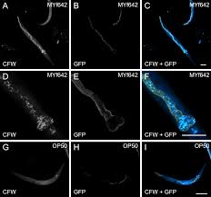 Attēlu rezultāti vaicājumam “Comatricha elegans var. microspora macro”