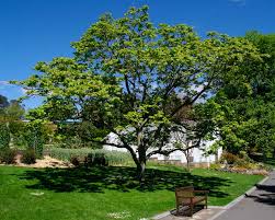 Attēlu rezultāti vaicājumam “Juglans ailanthifolia”