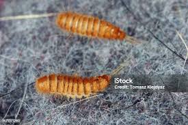 Attēlu rezultāti vaicājumam “Anthrenus sp. larva”