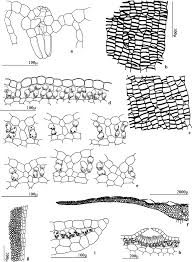 Attēlu rezultāti vaicājumam “Conocephalum salebrosum sporophyte”