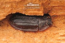 Attēlu rezultāti vaicājumam “Ostoma ferruginea”