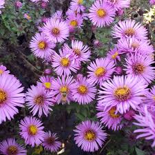 Image result for Aster novae-angliae