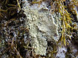 Attēlu rezultāti vaicājumam “Pertusaria flavida”