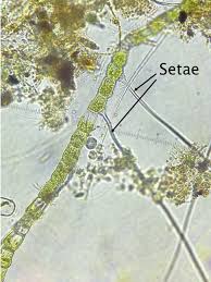 Attēlu rezultāti vaicājumam “Bulbochaete mirabilis”
