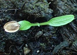 Attēlu rezultāti vaicājumam “Heracleum sphondylium subsp. sibiricum”