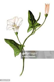 Attēlu rezultāti vaicājumam “Convolvulus arvensis flower”