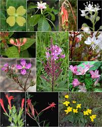 Attēlu rezultāti vaicājumam “Onagraceae”