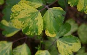 Attēlu rezultāti vaicājumam “Aquilegia vulgaris leaf”
