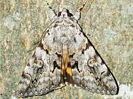 Attēlu rezultāti vaicājumam “Catocala fulminea”