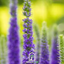 Attēlu rezultāti vaicājumam “Veronica spicata fruit”