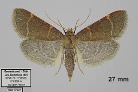 Attēlu rezultāti vaicājumam “Hypsopygia glaucinalis”