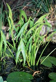 Attēlu rezultāti vaicājumam “Sagittaria sagittifolia”