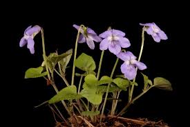 Attēlu rezultāti vaicājumam “Viola uliginosa bud”