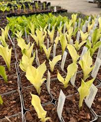 Image result for Hosta White Feather
