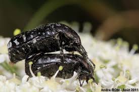 Attēlu rezultāti vaicājumam “Oxythyrea funesta imago”