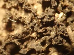 Attēlu rezultāti vaicājumam “Platydictya jungermannioides macro”