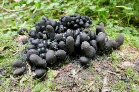 Attēlu rezultāti vaicājumam “Xylaria polymorpha”