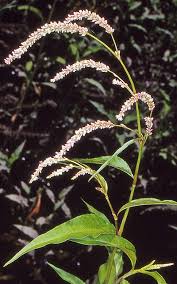 Attēlu rezultāti vaicājumam “Persicaria lapathifolia flower”