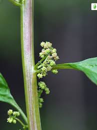 Attēlu rezultāti vaicājumam “Chenopodium polyspermum var. acutifolium flower”