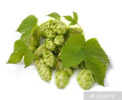 Attēlu rezultāti vaicājumam “Humulus lupulus”