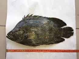 Image result for Lobotes surinamensis