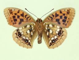Attēlu rezultāti vaicājumam “Argynnis adippe underside”