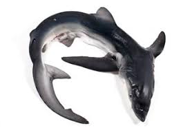 Image result for Nasolamia velox