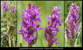 Attēlu rezultāti vaicājumam “Dactylorhiza cruenta”