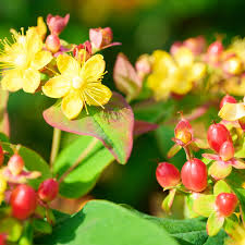 Image result for Johanniskraut