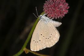 Attēlu rezultāti vaicājumam “Maculinea teleius underside”