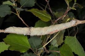 Attēlu rezultāti vaicājumam “Catocala fraxini”