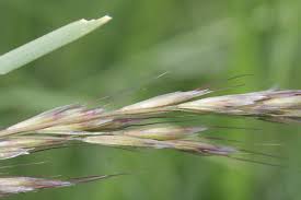 Attēlu rezultāti vaicājumam “Helictotrichon pratense”