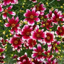Image result for Coreopsis