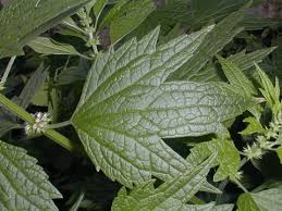 Attēlu rezultāti vaicājumam “Leonurus cardiaca”