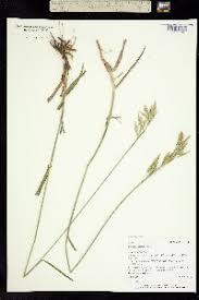 Attēlu rezultāti vaicājumam “Bromopsis inermis”