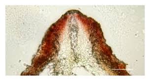 Attēlu rezultāti vaicājumam “Cordyceps stylophora”