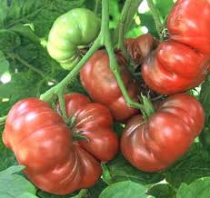 Afbeeldingsresultaat voor purple calabash tomato