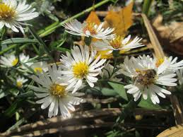 Image result for Aster lanceolatus