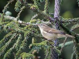 Attēlu rezultāti vaicājumam “Phylloscopus trochiloides adult”