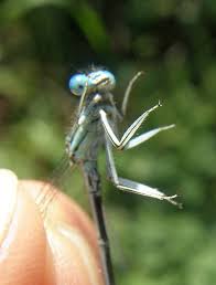 Attēlu rezultāti vaicājumam “Platycnemis pennipes male”