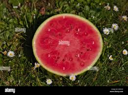 Attēlu rezultāti vaicājumam “Citrullus lanatus”