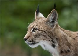 Image result for Lancashire Lynx